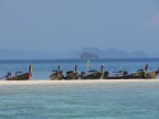 longtails on sandbar.JPG (60 KB)